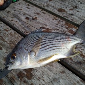 Meet your Posher, Miklos